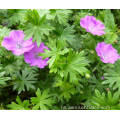 تأمین کارخانه اسانس Geranium جدید برای آروماتراپی